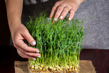 Pea microgreens cut with scissors on a wooden table