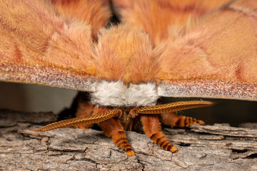 Close up of Australian Helena Gum Moth showing antennae