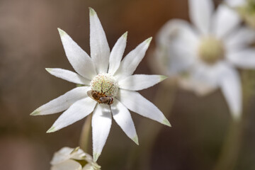 Fly feeding on the nectar of the Flannel Flower