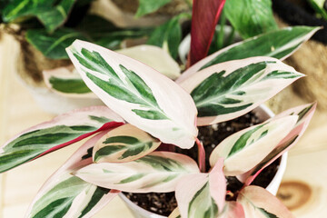 Stromanthe plant with white and pink stripes in a pot on the table. Indoor garden, home gardening. Home interior with flowers, close up