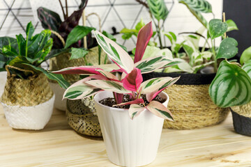 Stromanthe plant with white and pink stripes in a pot on the table. Indoor garden, home gardening. Home interior with flowers, close up