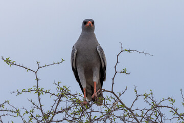 Ein Silbersinghabicht in der Frontale auf einem kahlen Baum im Etosha Nationalpark