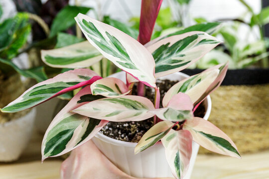 Stromanthe plant with white and pink stripes in a pot on the table. Indoor garden, home gardening. Home interior with flowers, close up