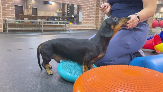 dachshund does dog fitness with trainer ON soft bright-colored disc cushion in large gym and eats treats closeup.