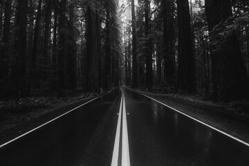 Wet highway going through creepy dark forest, black and white image