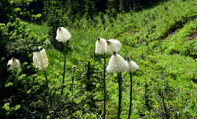 Bear Grass adding to the beauty of Mt. Rainier. 