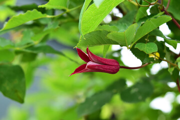 遅咲きの赤いクレマチス