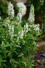 庭の白いサルビア