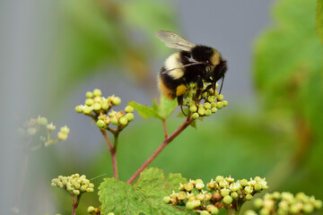 ヤマブドウの花の蜜を吸うセイヨウマルハナバチ