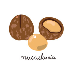 Hand drawn flat macadamia nuts. 