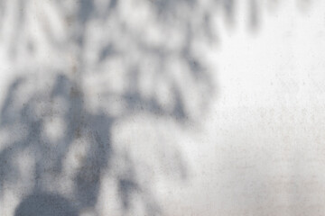 Minimal blur background of shadow leaves shape on the white wall with texture and copy space