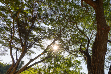Under the shade of tall trees in tropical