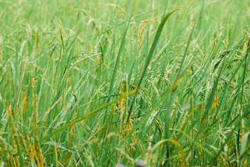 Rice planting, rice grains are already ripe.