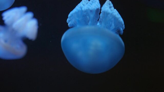 Barrel Jellyfish In The Water Against Black Background. close up
