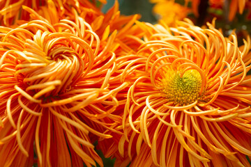 Closeup of blooming orange Chrysanthemums flowers in  the autumn garden.