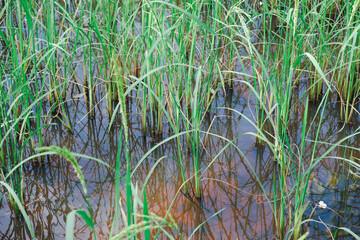 Green rice plant, Thai rice field, rice in water