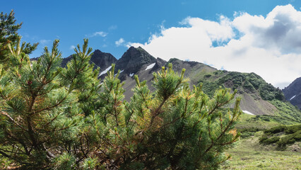 Cedar elfin Pinus pumila grows in the valley. Branches with long green needles on the background of a picturesque mountain range and blue sky. Kamchatka.