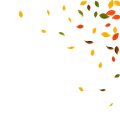 Falling autumn leaves. Red, yellow, green, brown c