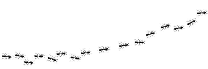 Ants marching in trail searching food. Ant path isolated in white background. Vector illustration