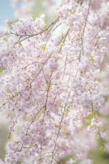 しだれ桜