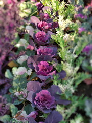 Tokyo,Japan - December 12, 2021: Closeup of ornamental cabbage flowers in winter
