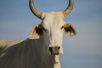 cow 