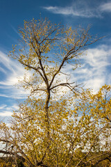 Branches Reaching to Sky