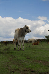 Fototapeta premium bull