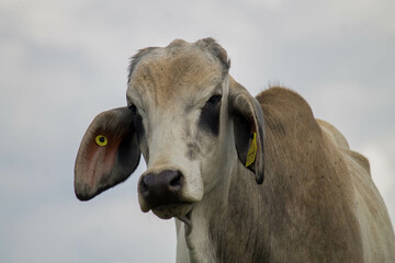 bull