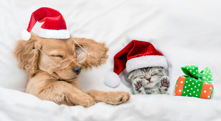 Funny English Cocker spaniel puppy wearing eyeglasses sleeps with tiny kitten and gift box under...