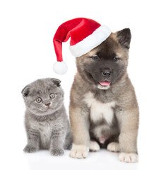 Tinty kitten and  American akita puppy wearing red santa hat sit in front view and look at camera. isolated on white background