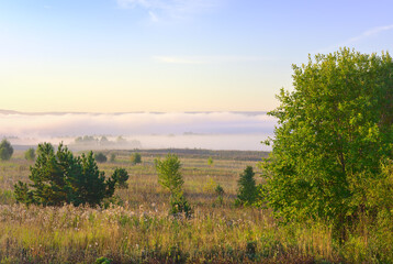 Misty dawn in the field