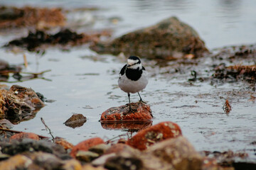 black headed gull