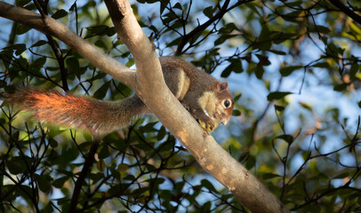 Squirrel eating a banana on a branch