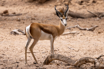 Naklejka na ściany i meble Ein Springbock Männchen in der Seitenansicht aus dem namibischen Hoanib Flussbereich
