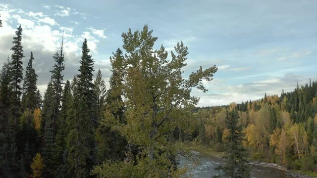 Rising from forest revealing beautiful seasonal colors of British Colombia nature with Bowron river