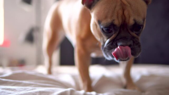 Grown up french bulldog acting naive barking at camera