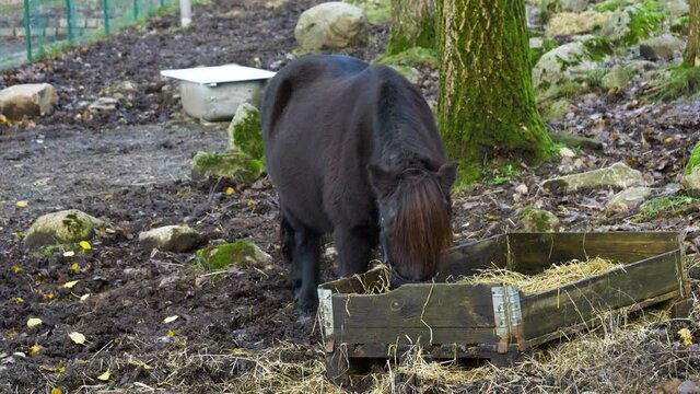 Black baby horse pony eating hay alone from a basket outdoors. Slow motion