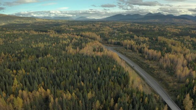 Yellow and green pine tree forest with highway passing through, British Colombia, aerial