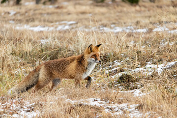In a forested area, a wild fox walks freely on dry grass covered with snow