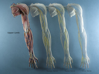 Full Upper Extremity Nerve Distribution Sectioned by Major Nerve w/ Musculature and Veins