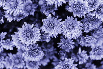 The color of 2022. Abstract background painted in a fashionable color.Chrysanthemums or daisies as...