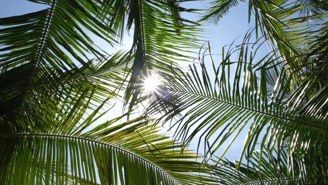 Majestic view of the sunbeams shining through palm tree leaves on the bright summer day in a tropical travel destination.