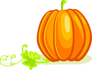 pumpkin vegetable. vector illustration. healthy fresh and sweet food and fruit design.