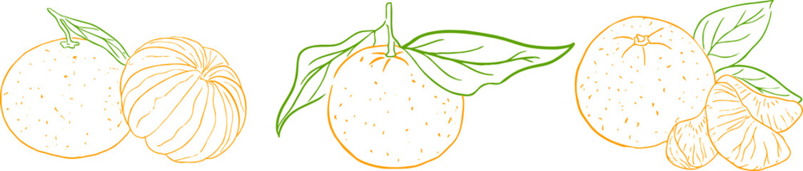 illustrations of tangerines contours in color. Vector illustration