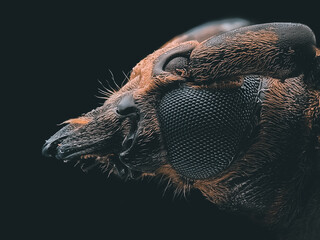 Longhorn Beetle (Cyriuspalus Walace)