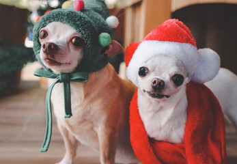 two chihuahua dog wearing Christmas tree hat  and Santa Claus hat sitting in front of wooden dog house, gift boxes and Christmas tree.