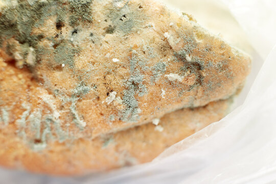 "Mold Bread" Images – Browse 26 Stock Photos, Vectors, and Video ...