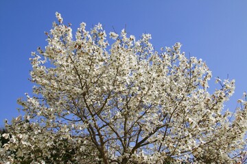 コブシ（田打ち桜）