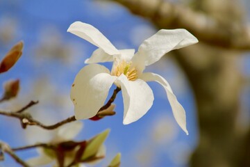 コブシ（田打ち桜）